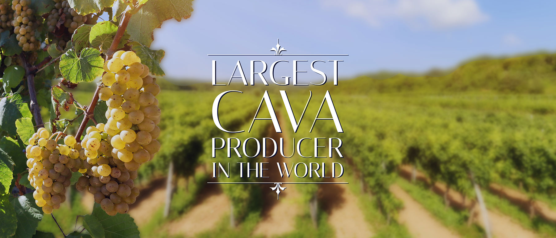 A close-up of ripe grape clusters on a vine with a blurred vineyard in the background. The text reads: Largest Cava producer in the world.